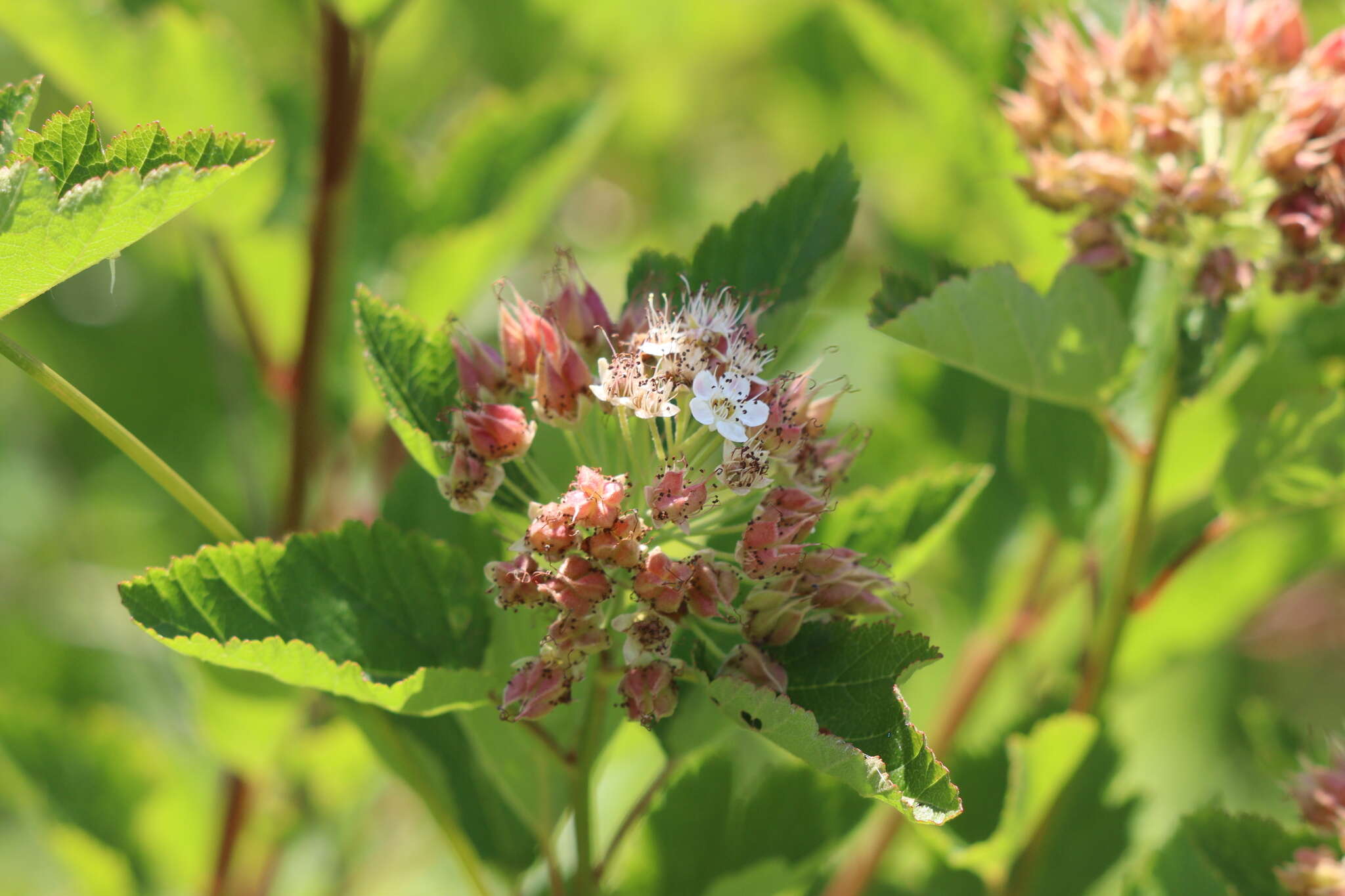 Physocarpus opulifolius var. intermedius (Rydb.) B. L. Robins. resmi