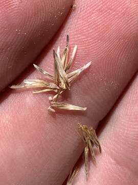 Image of Spring Mountain aster