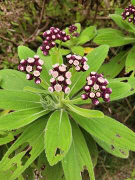 Image de Psiadia anchusifolia (Poir.) Cordem.