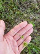 Image of Great Plains flatsedge