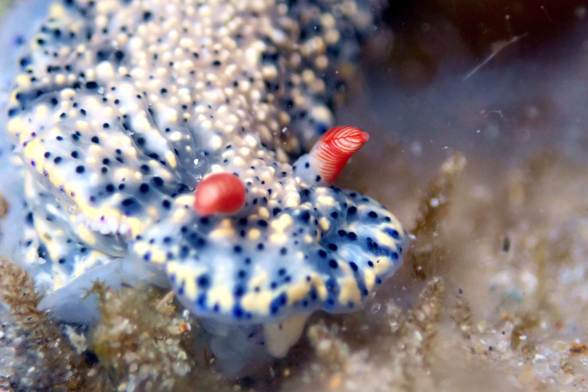 Image of Hypselodoris saintvincentius Burn 1962