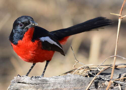 Image of Crimson-breasted Gonolek