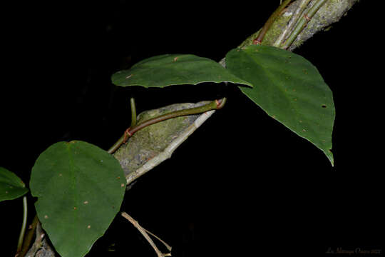 Image of Begonia radicans Vell.