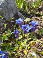 صورة Gentiana clusii subsp. clusii