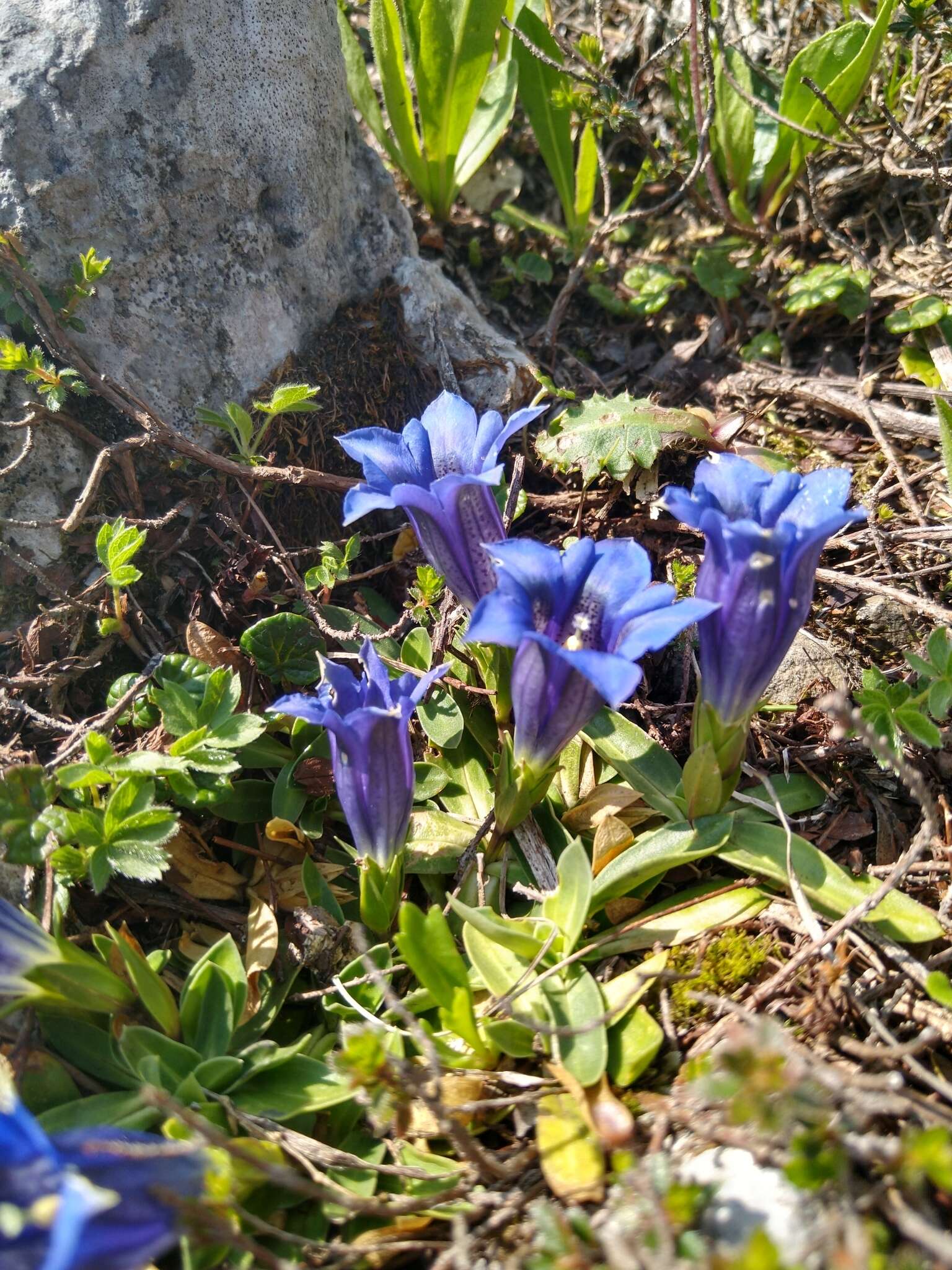 صورة Gentiana clusii subsp. clusii