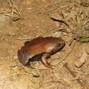 Image of brown egg frog