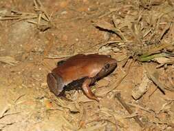 Image of brown egg frog