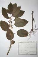 Image of Melittis melissophyllum subsp. carpatica (Klokov) P. W. Ball