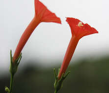 Image of Trans-Pecos morning-glory