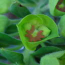 Sivun Euphorbia characias subsp. wulfenii (Hoppe ex W. D. J. Koch) Radcl.-Sm. kuva