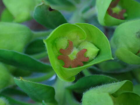 Image de Euphorbia characias subsp. wulfenii (Hoppe ex W. D. J. Koch) Radcl.-Sm.