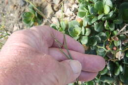 Image of European sea lavendar