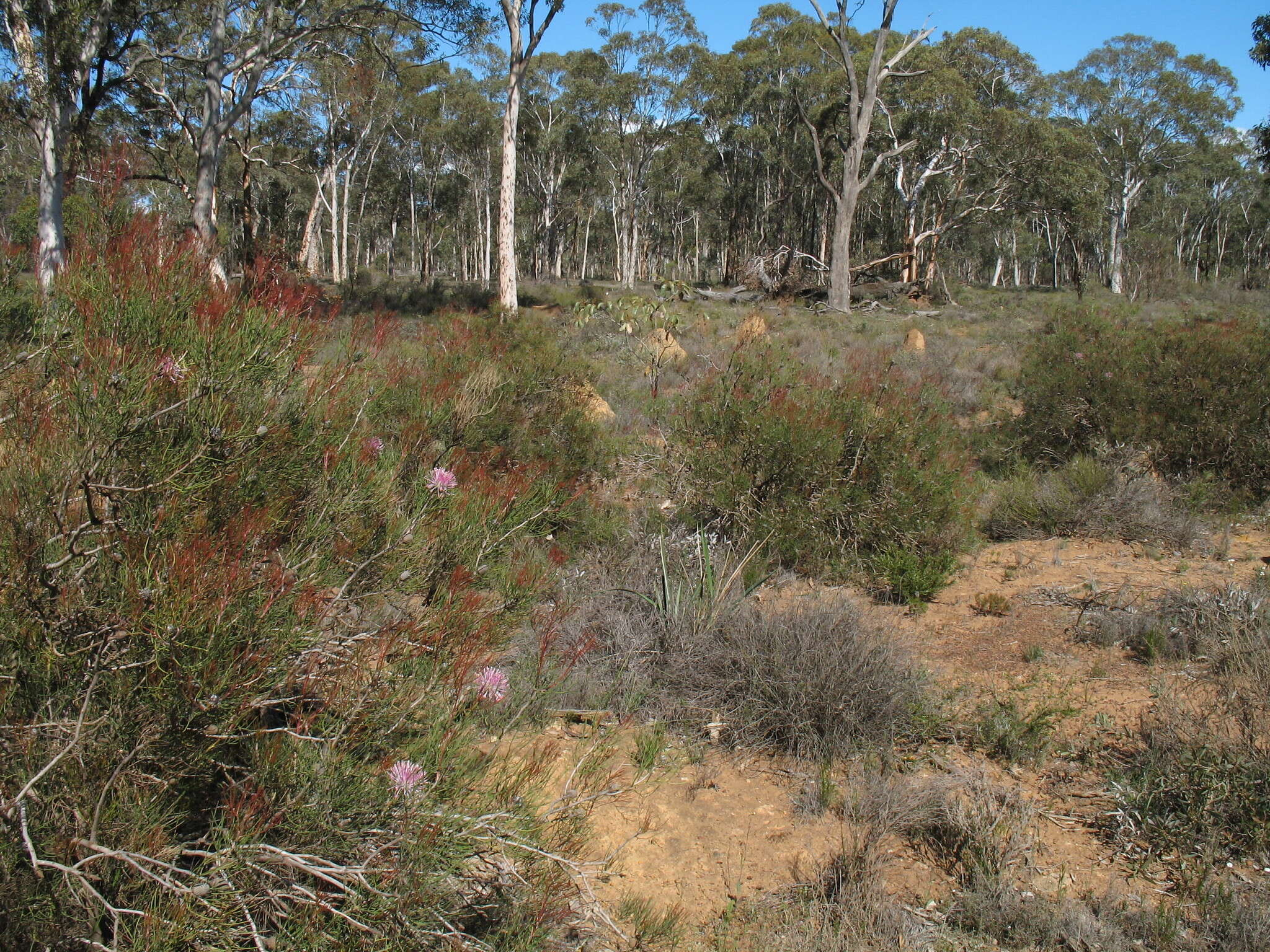 Image of Isopogon divergens R. Br.