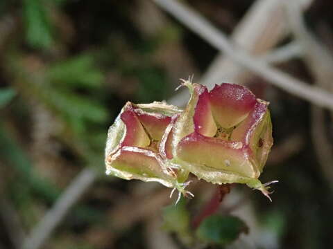 صورة Sarcopyramis napalensis Wall.