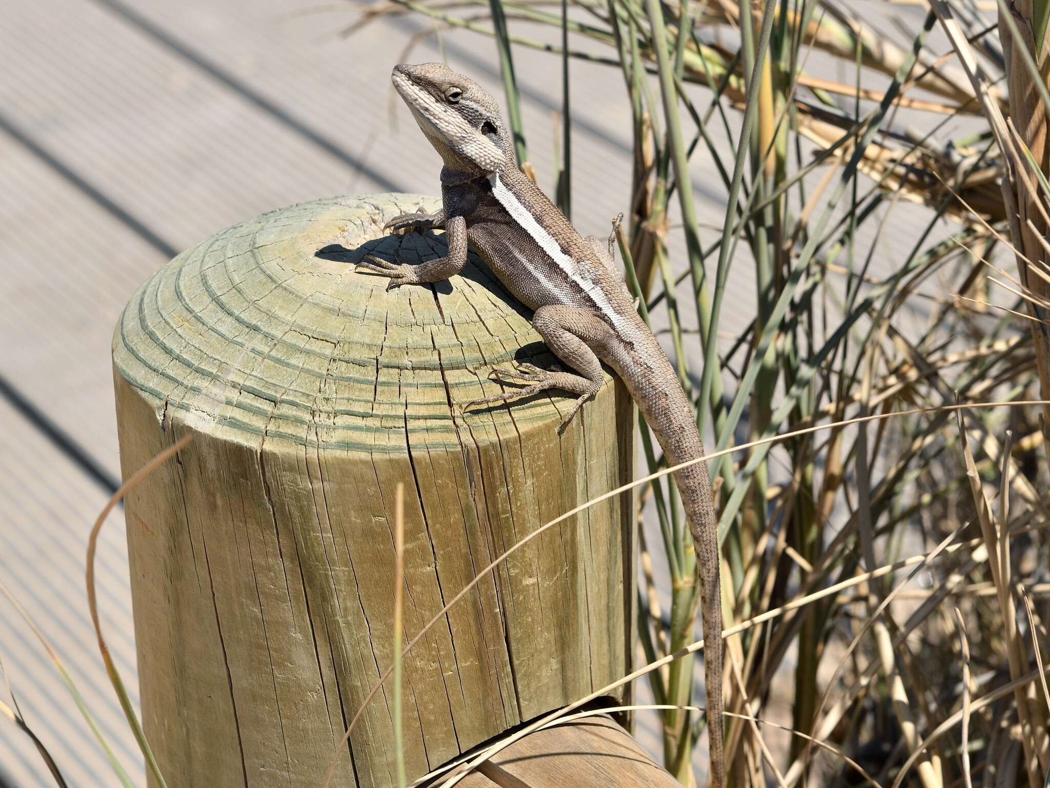 Image of Long-nosed Water Dragon