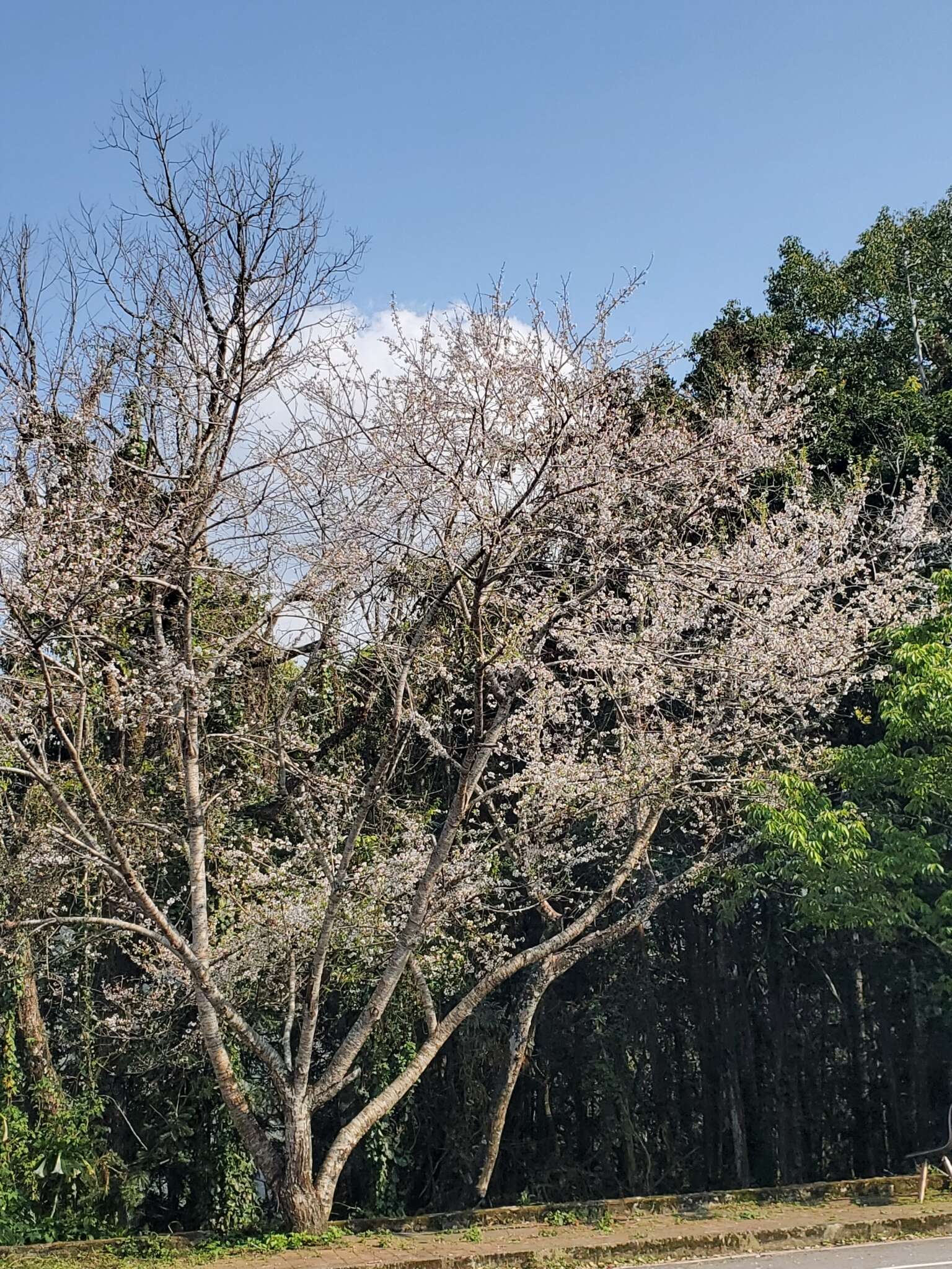 Image de Prunus spachiana (Lavallee ex H. Otto) Kitamura