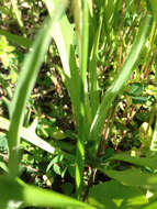 Image of Potato dandelion