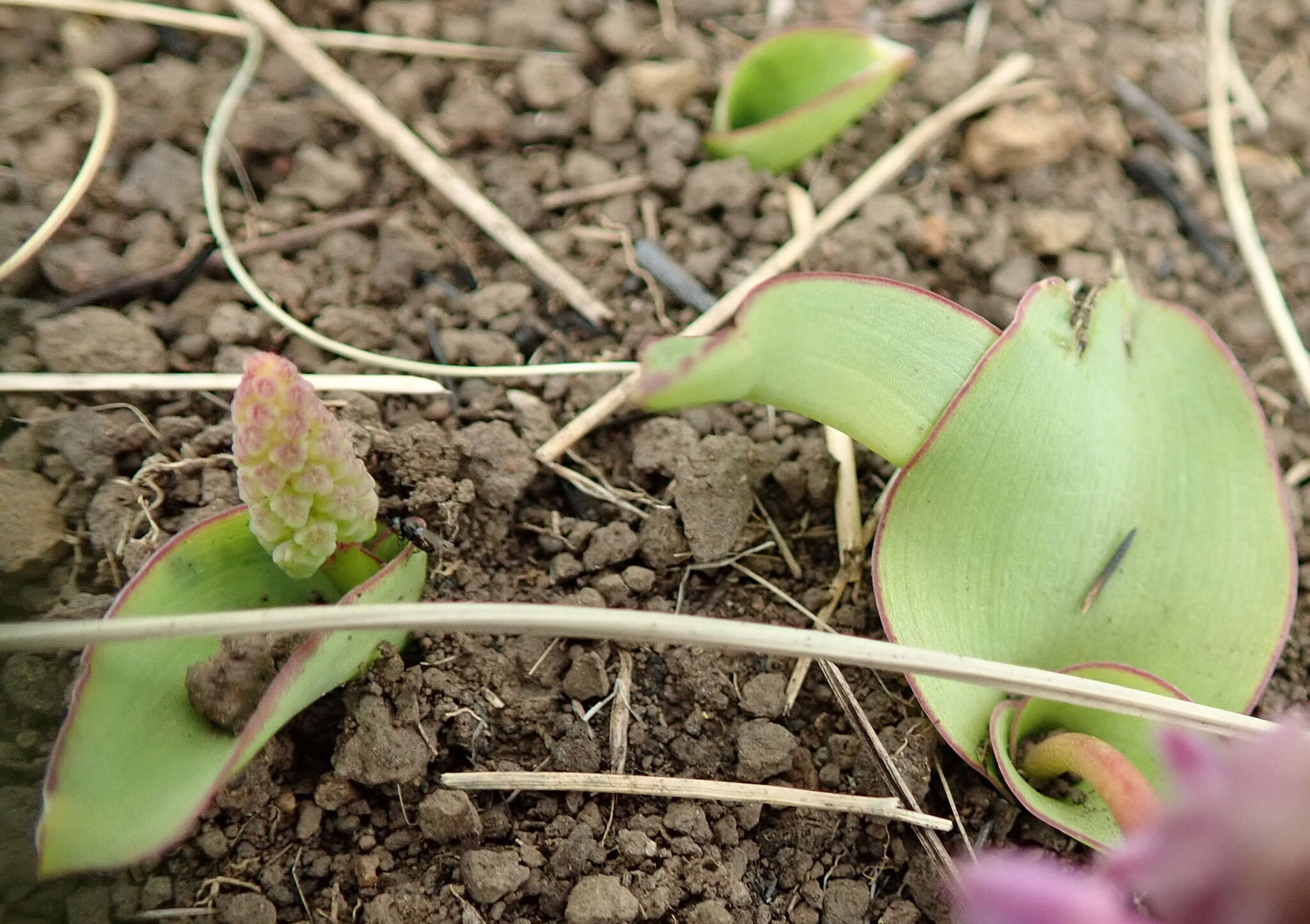 Слика од Ledebouria sandersonii (Baker) S. Venter & T. J. Edwards