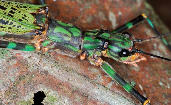 Image of <i>Aschiphasma annulipes</i> Westwood 1835