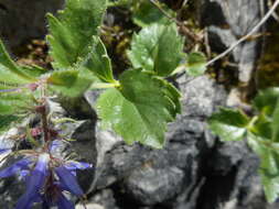 Image de Paederota bonarota (L.) L.