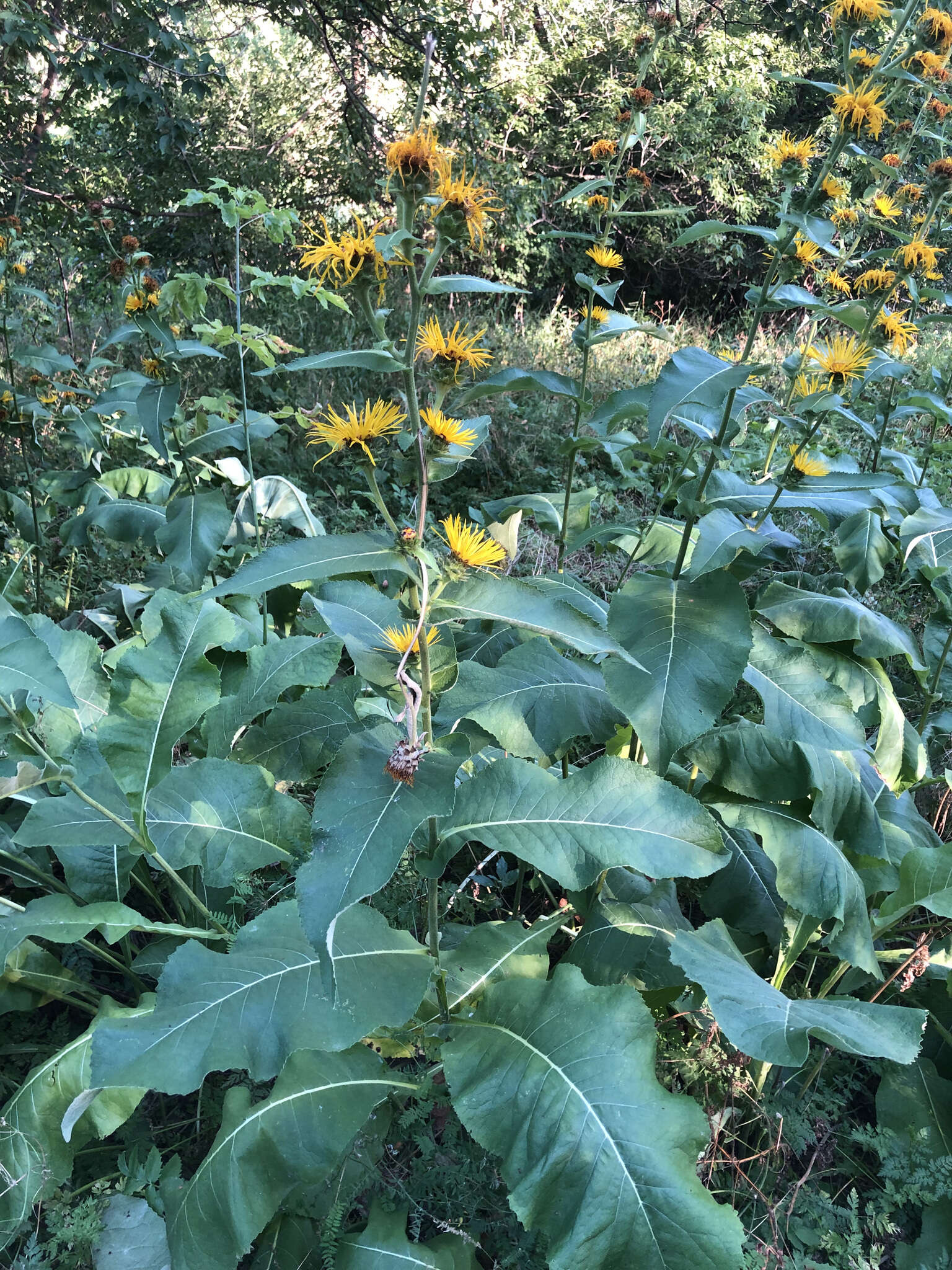 Image of Inula racemosa Hook. fil.