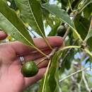 Image of Pittosporum arborescens Rich ex A. Gray