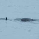 Image of Yangtze finless porpoise