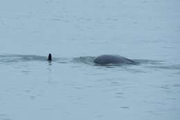 Image of Yangtze finless porpoise