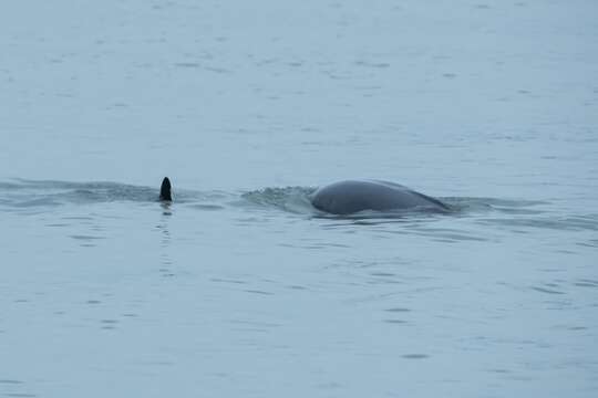 Image of Yangtze finless porpoise