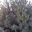 Artemisia tridentata subsp. wyomingensis Beetle & Young resmi
