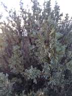 Imagem de Artemisia tridentata subsp. wyomingensis Beetle & Young
