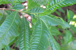 Image of Dodonaea viscosa subsp. viscosa