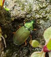 Image of Chlaenius (Chlaenius) sericeus (Forster 1771)