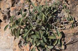 Image of Ficus menabeensis H. Perrier