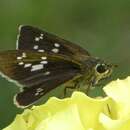 Image of Polytremis pellucida Murray 1875