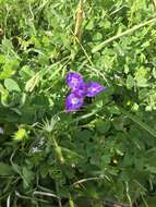 Image of Barbary Nut Iris