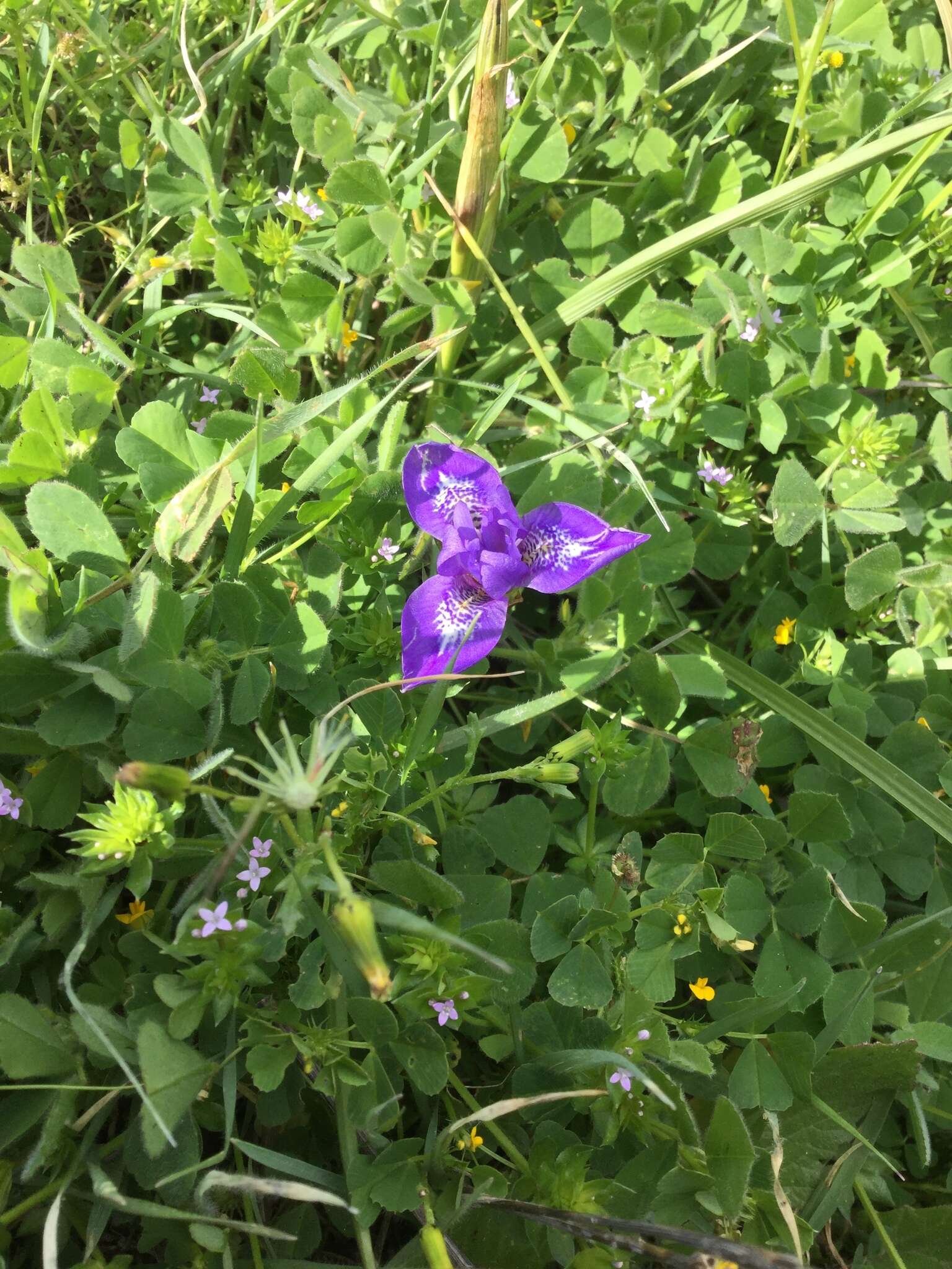 Image of Barbary Nut Iris