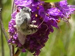 Image of Colletes susannae Swenk 1925