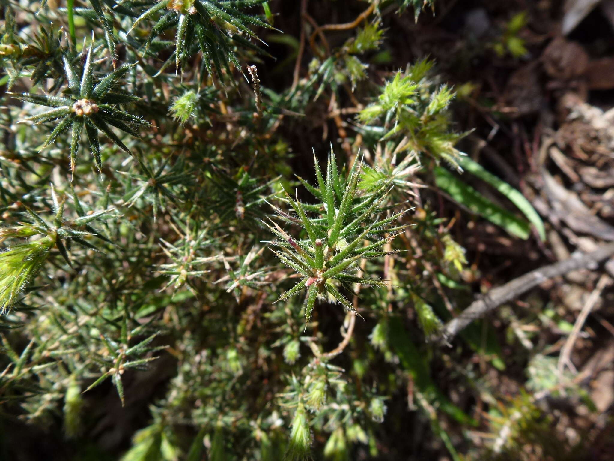 Image of Acrotriche serrulata (Labill.) R. Br.