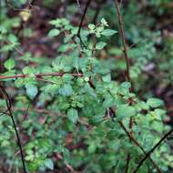 Image of Fuchsia thymifolia Kunth