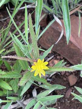 Image of Corchorus confusus Wild