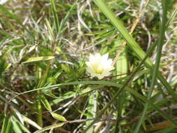 Image of Gentiana itzershanensis T. S. Liu & C. C. Kuo