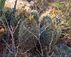 Image of Coryphantha potosiana (Jacobi) Glass & R. A. Foster