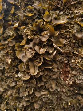 Image of Leptogium acadiense J. W. Hinds, F. L. Anderson & Lendemer