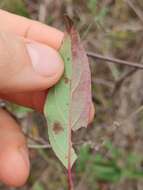 Plancia ëd Cornus asperifolia Michx.