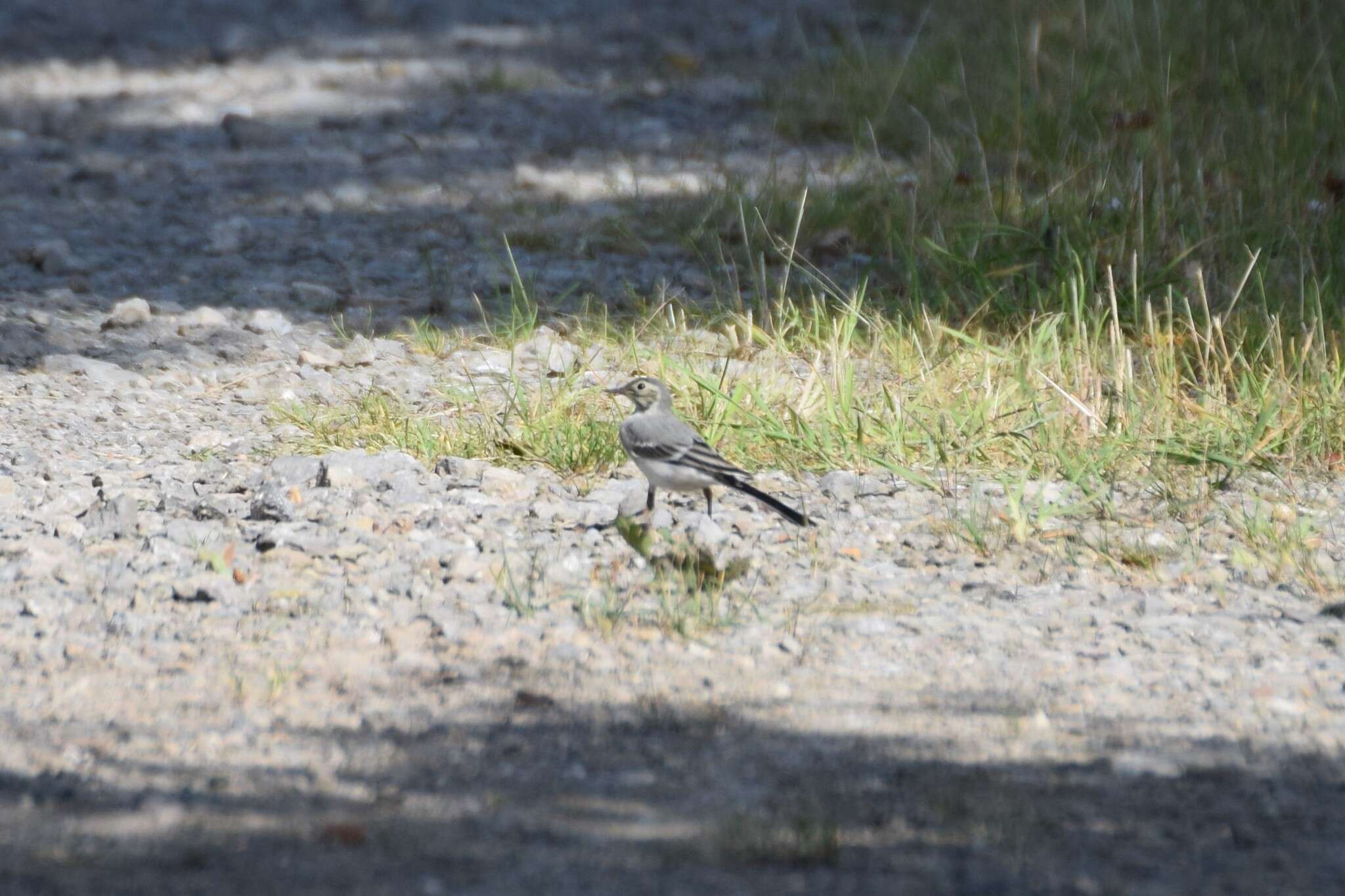 Image of Indian Pied Wagtail