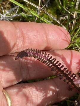 Imagem de Pedicularis langsdorffii Fisch. ex Stev.