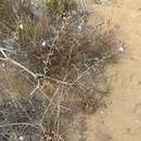 Image of Eriastrum densifolium subsp. patens (Hoover) S. J. De Groot