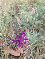 Image of purple dalea