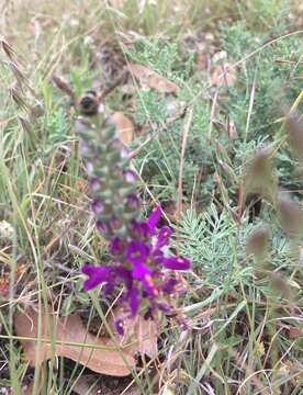 Plancia ëd Dalea lasiathera A. Gray